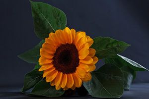 Sonnenblume