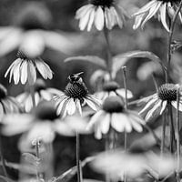 Flowers and bees
