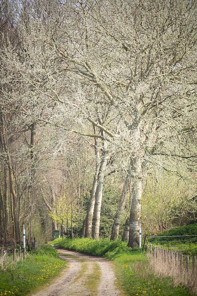 Grauwe abelen op landgoed Mattemburgh (Bergen op Zoom / Hoogerheide) van Fotografie Jeronimo