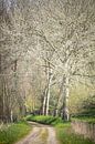 Grauwe abelen op landgoed Mattemburgh (Bergen op Zoom / Hoogerheide) van Fotografie Jeronimo thumbnail