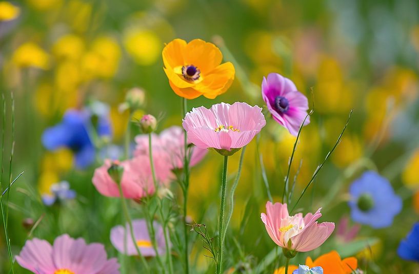 Wilde bloemen in de natuur van fernlichtsicht
