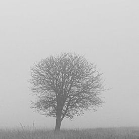 Eenzame boom van BP67fotografie