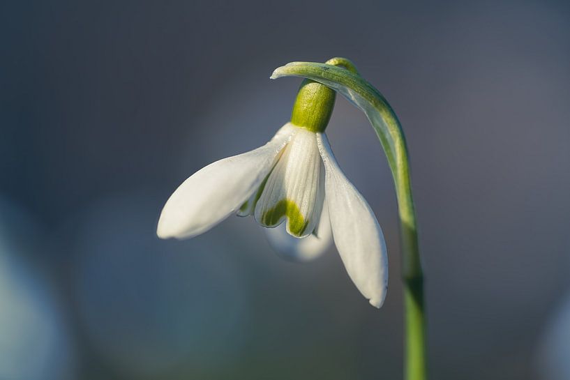 Sneeuwklokjes van Ralf Hickmann