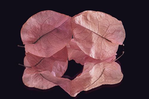 Stilleven van gedroogde blaadjes (roze tinten) met een prachtige nervenstructuur