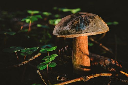 Sprookjesachtige paddenstoel in het herfstbos