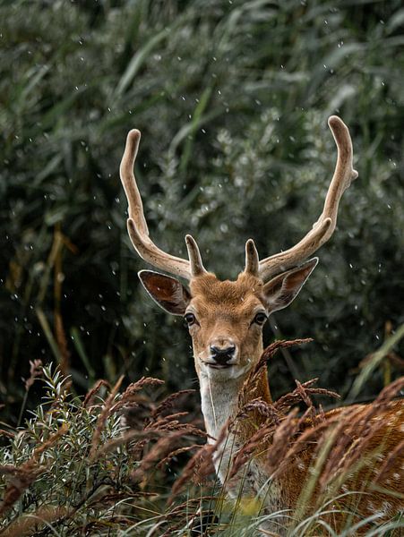 A deer portrait by Larissa Geuke