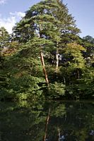 Arbres et leur reflet dans l'eau
