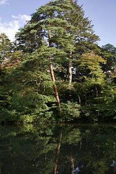 Bäume und ihre Spiegelung im Wasser