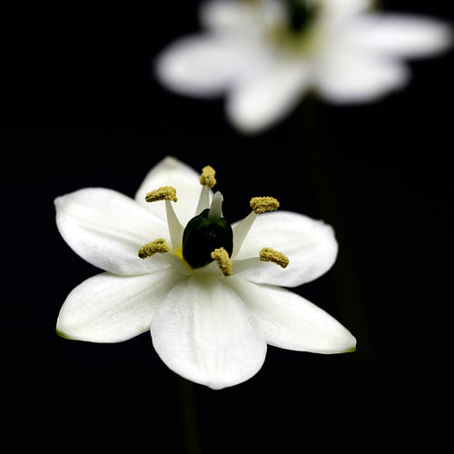 Ornithogalum Two
