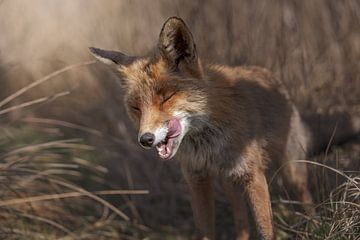 Fox in the dunes of South Holland by Jolanda Aalbers