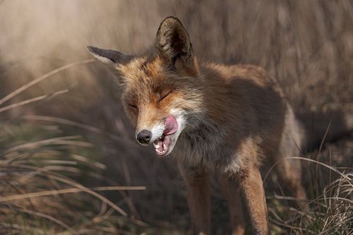 Fox in the dunes of South Holland