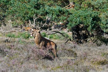 Burlend deer by Merijn Loch