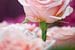 Boeket roze rozen van Ivonne Wierink