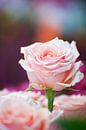 Boeket roze rozen van Ivonne Wierink thumbnail