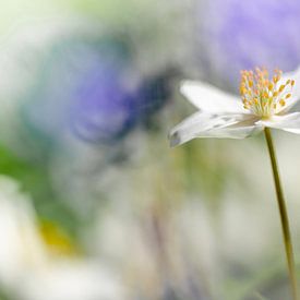 Anémone des bois dans les tons pastel sur Mario Brussé Fotografie