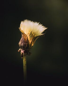 Light inside dandelion dark & moody van Sandra Hazes