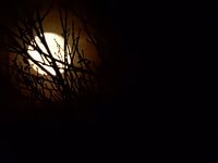 The moon