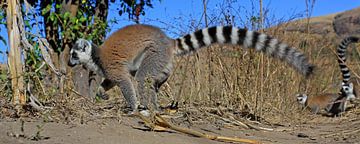 Ring-tailed Lemur by Antwan Janssen
