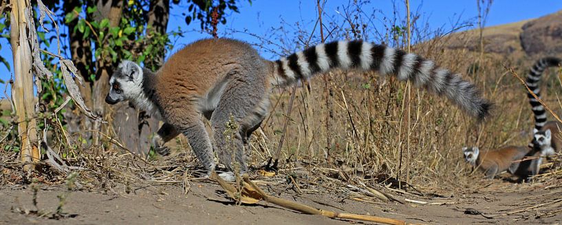 Ring-tailed Lemur by Antwan Janssen