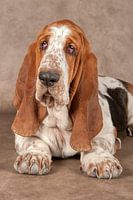 Basset Dog