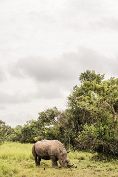 Witte neushoorn in Oeganda van Photolovers reisfotografie