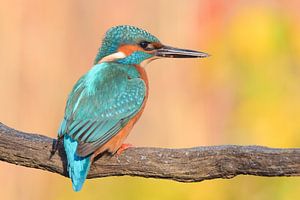 Eisvogel von Dennis Bresser