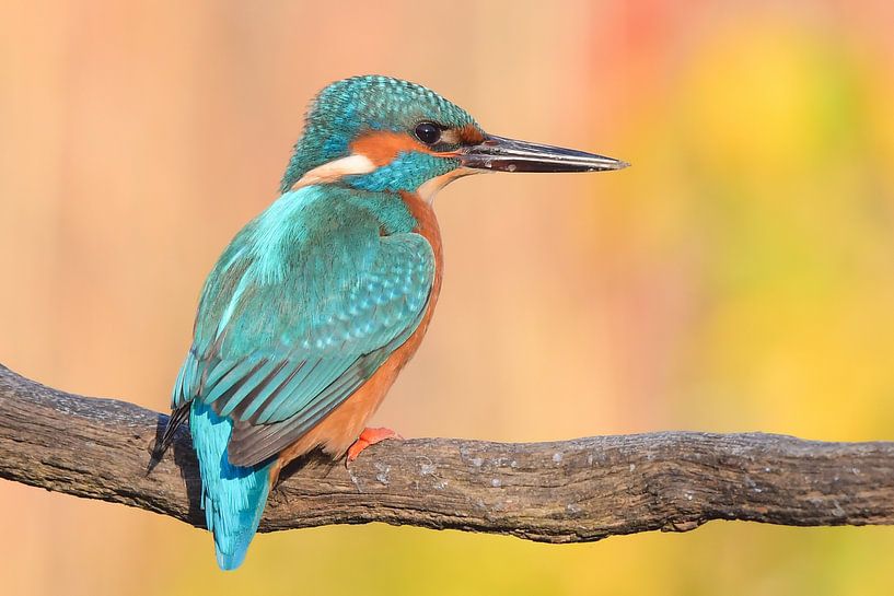 Kingfisher by Dennis Bresser