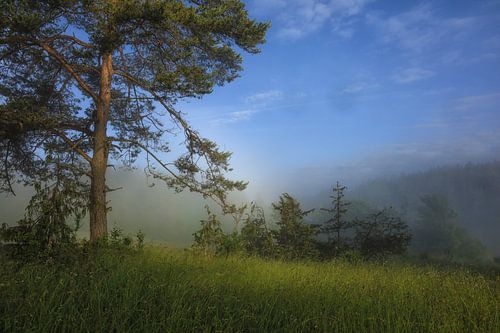 Dennen- en jeneverbesheide in het natuurreservaat Stiegelesfels bij Fridingen in het natuurpark Opper-Donau