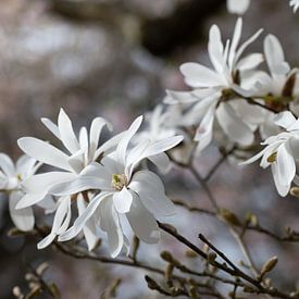 Weiße Magnolien im Frühling von Ulrike Leone