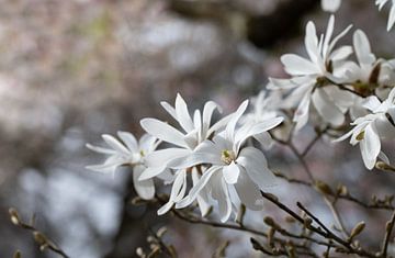 Witte magnolia's in de lente