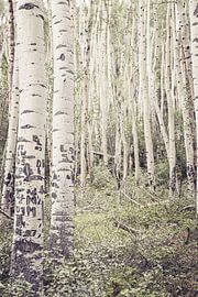 Birkenhain mit Details der geschnitzten Rinde von Artistic