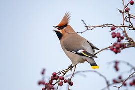 Loir (Bombycilla garrulus)