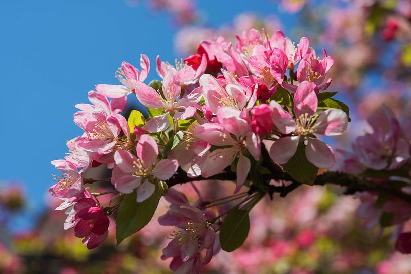 Blossom pink spring by Blond Beeld