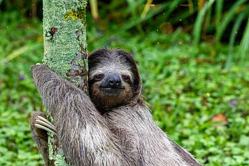 Smiling sloth hugs a tree by Tilo Grellmann