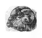 Mérinos schaap antieke gravure uit 1871 van Peter Hermus thumbnail