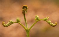 Gespierde Varen van Loris Photography thumbnail