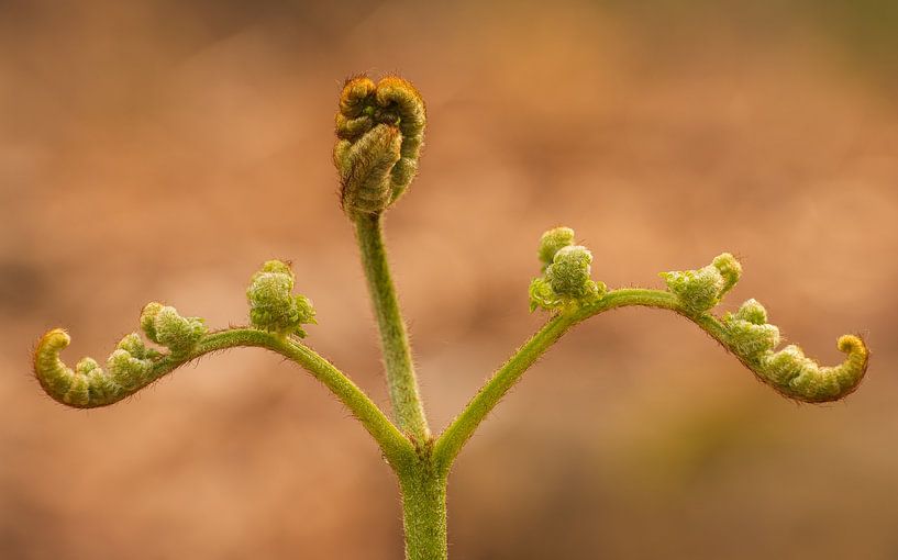 Gespierde Varen van Loris Photography