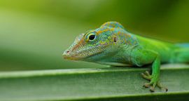 Marmer anolis  by K.K Woonijk