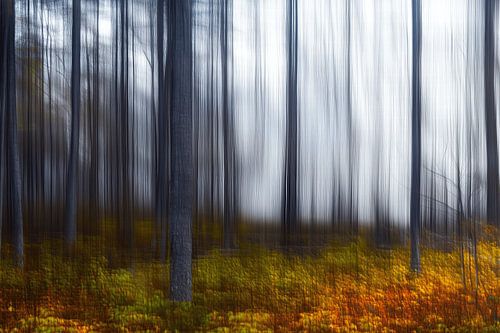 De magie van het bos