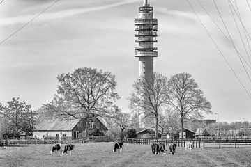 Bauernhof, Vieh und der Gerbrandy-Turm