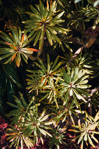 modern nature print - tropical plants in detail