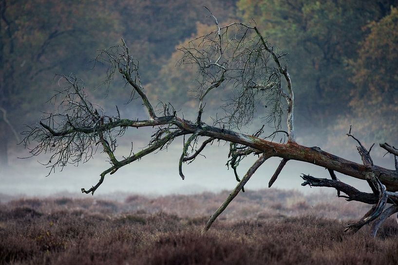 arbre tombé par Barbara Verstraate