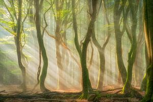 Light for All