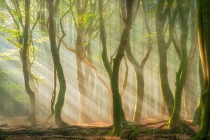 Wald in Auflösung von Lars van de Goor