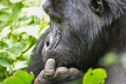 Close-up of a gorilla, Uganda