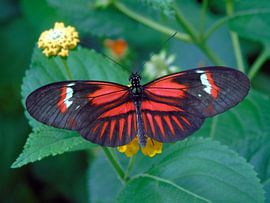 Tropische vlinder Tropical Butterfly (Collectie 2018) by Jan van Bruggen