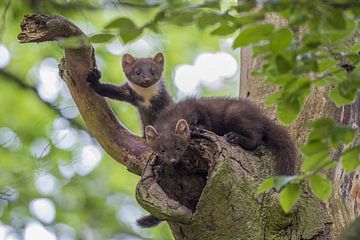 Young pine marten playing outside the nest hole for the first time