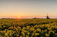 Windmolen en narcissen van Menno Schaefer thumbnail