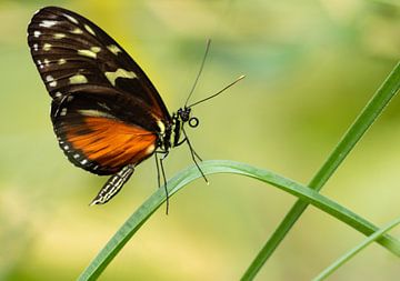Vlinder in de natuur van Speksnijder Photography