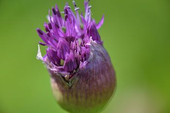 Paarse trots